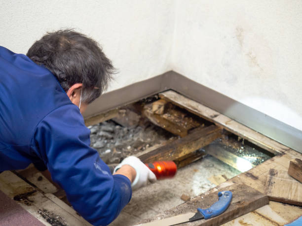 Best Mold Cleaning Services  in Duncannon, PA