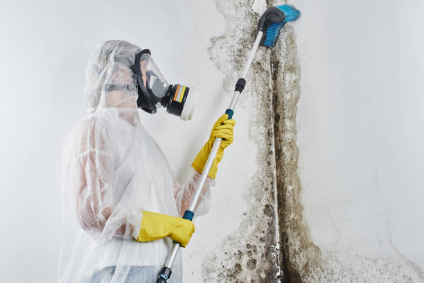 Best Black Mold Removal  in Duncannon, PA