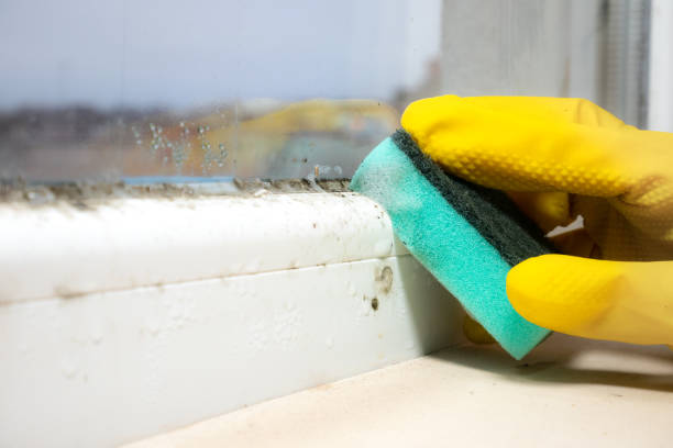 Best Office Mold Removal Services  in Duncannon, PA