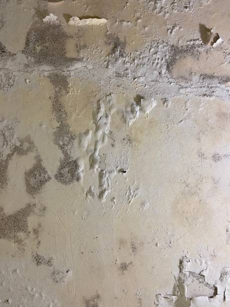 Best Toxic Mold Removal  in Duncannon, PA