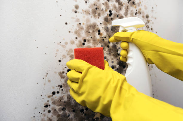 Best Commercial Mold Removal  in Duncannon, PA
