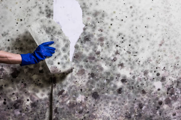 Crawl Space Mold Removal in Duncannon, PA