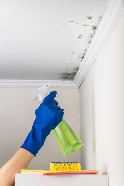 Office Mold Removal Services in Duncannon, PA